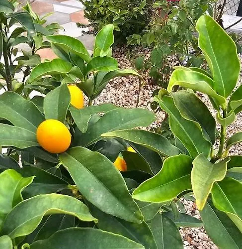 Adosado Calist * Dénia