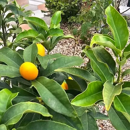 Adosado Calist * Dénia